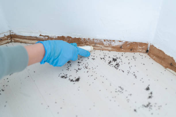Best Termite Control Services  in Cambridge, IL